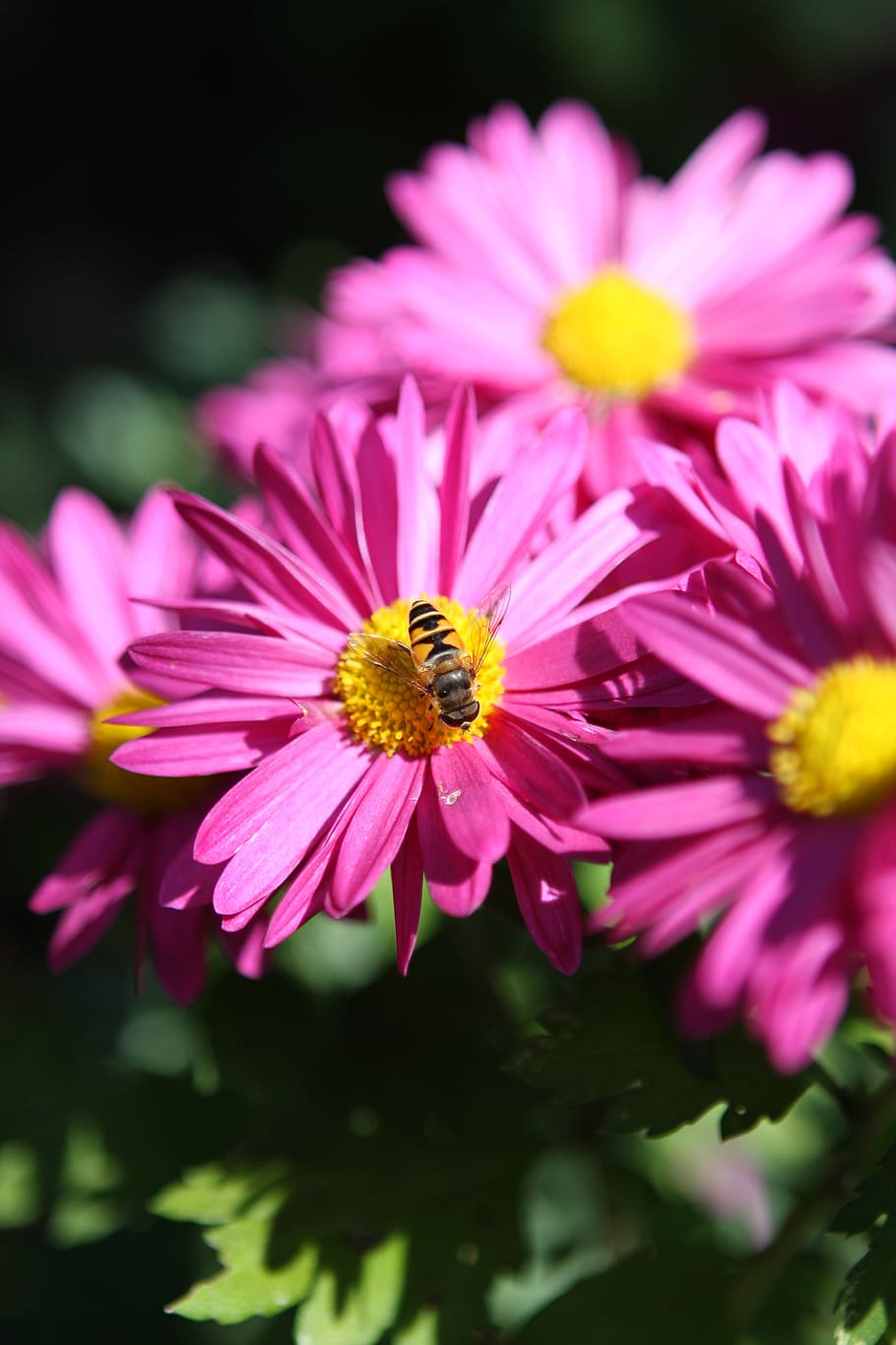 flowers, plants, bee, insects, nature, garden, macro, summer, flower garden, the nature of the