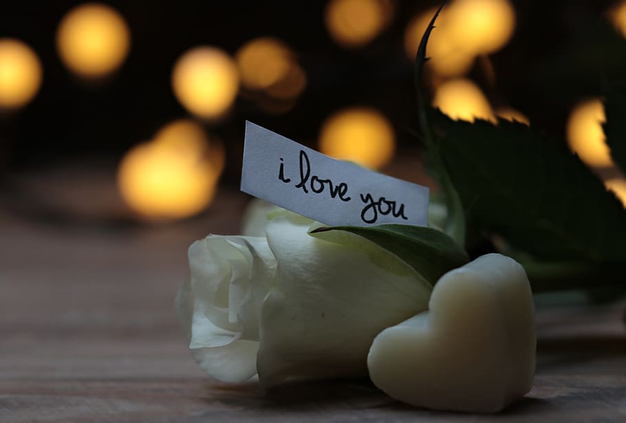 white, paper, i love, text, rose, flower, bokeh, heart, love message, i love you