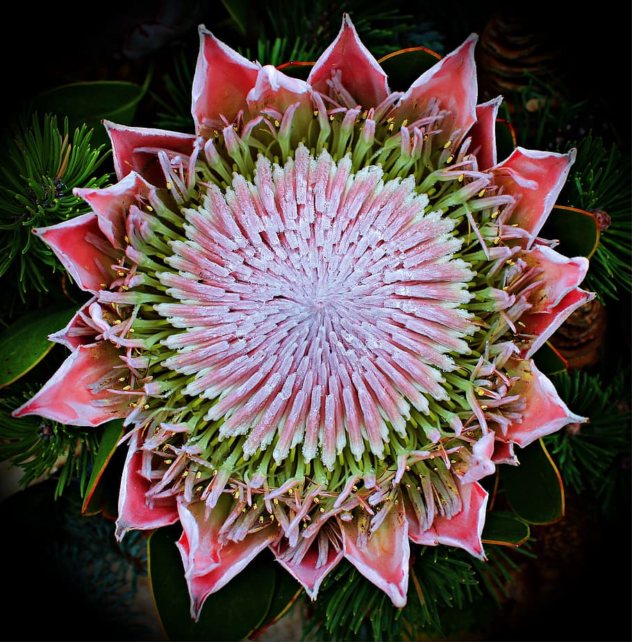 protea, flor, bloom, exótico, arbusto, mediterráneo, inflorescencia, planta ornamental, cerrar, planta
