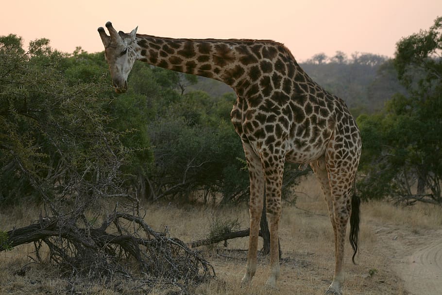 mammal, animal, wild animal, wildlife, nature, grazing giraffe, africa, giraffe, animal wildlife, tree
