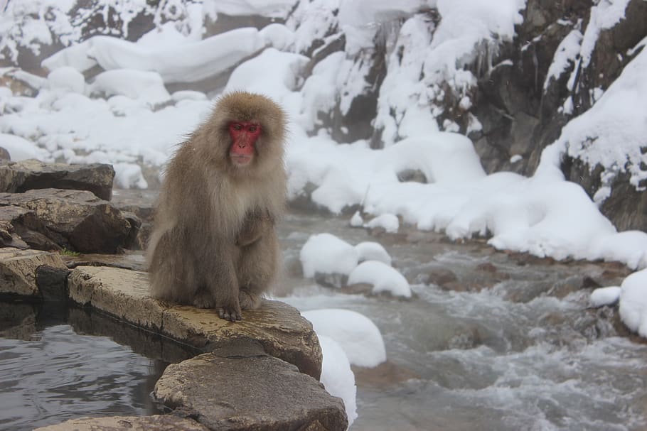 monos de nieve, macaco, japonés, jigokudani, primate, nieve, japón, vida silvestre, mono, onsen