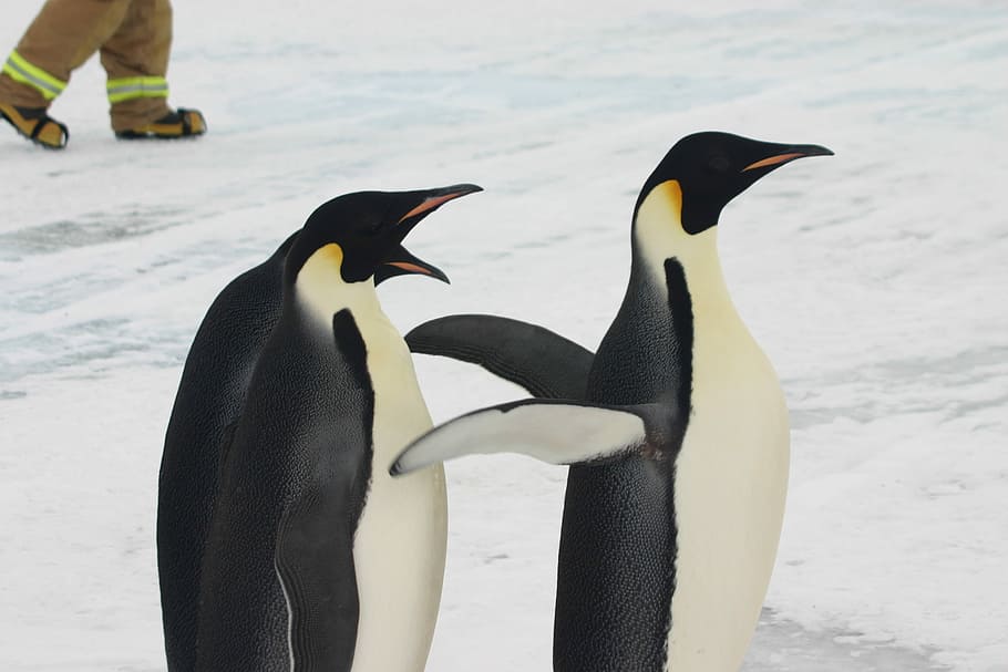 Пингвины, Император, Антарктида, Снег, Лед, пингвин, птица, дикая природа животных, животные в дикой природе, животные темы
