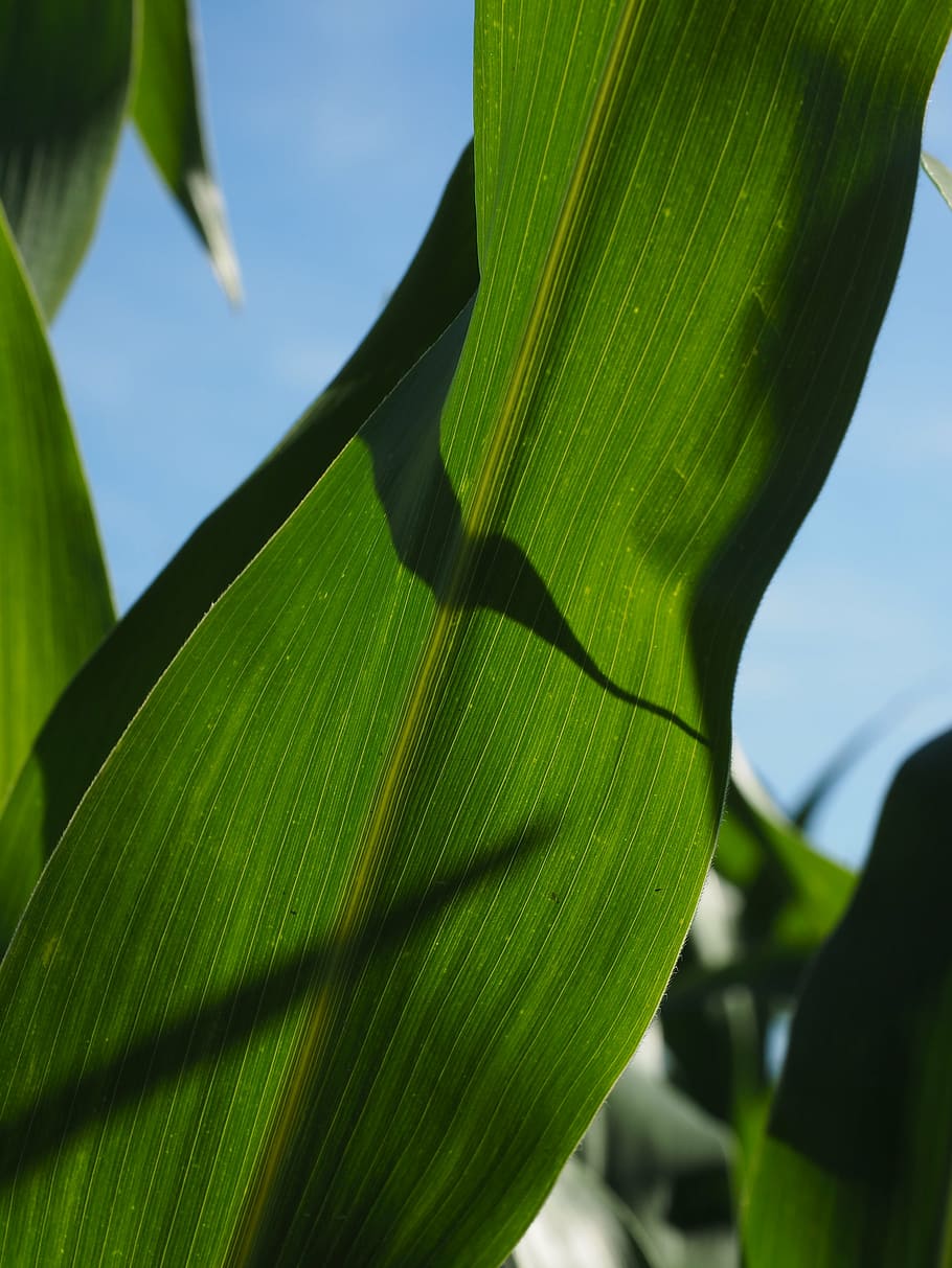 corn leaves, corn, cornfield, green, field, agriculture, fodder maize, cereals, food, pet food