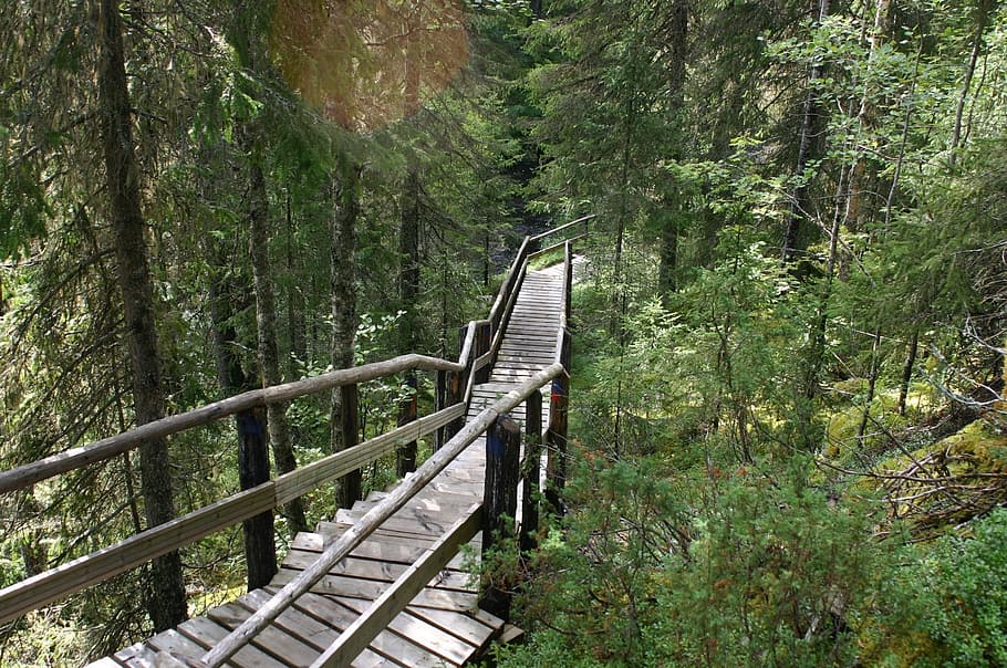 wooden, stairs, forest, the path, nature, finnish, duckboards, hike, tree, wood - Material