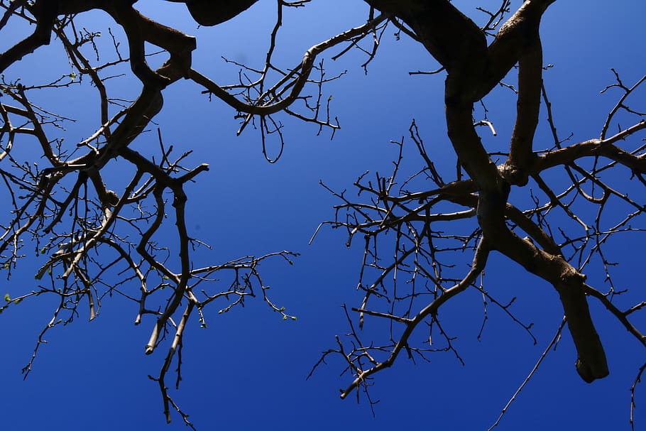 terry, naturaleza, cielo, rama, árbol, planta, vista de ángulo bajo, árbol desnudo, cielo despejado, azul