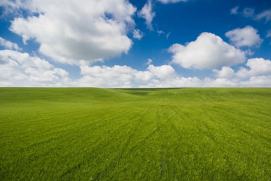 increíblemente, limpio, foto, campo de trigo, nubes, campo, verde, minimalismo, minimalista, naturaleza