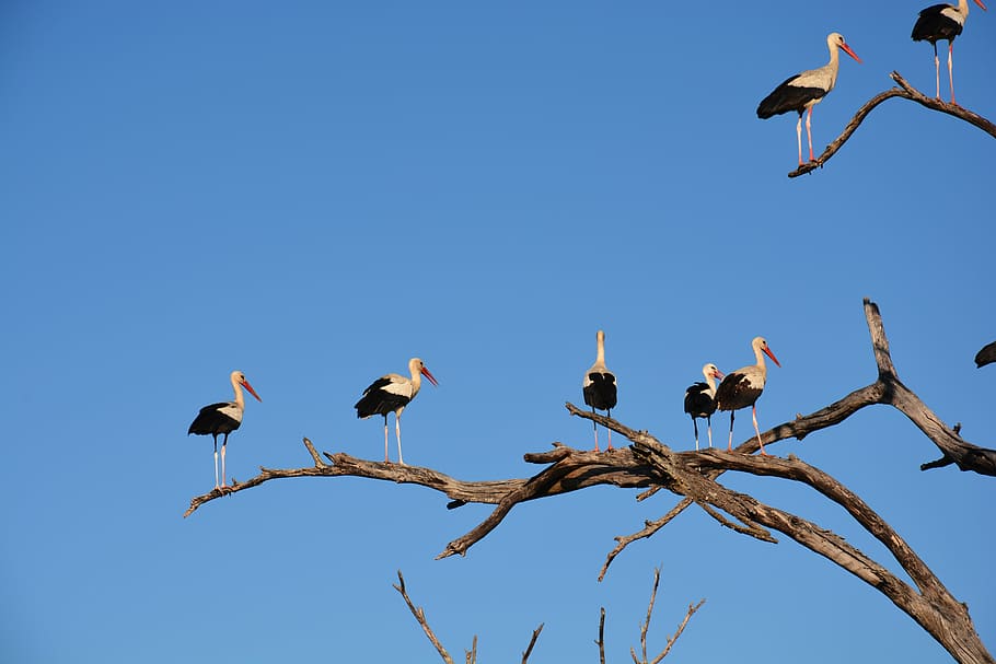 birds, perched, tree branches, white stork, storks, tree, sky, blue, bird, wildlife