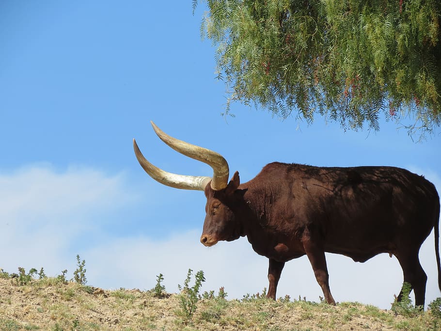 Texas Longhorn Cattle, San Diego Zoo, safari park, zoo, cow, animal, horned, cattle, bull - Animal, nature