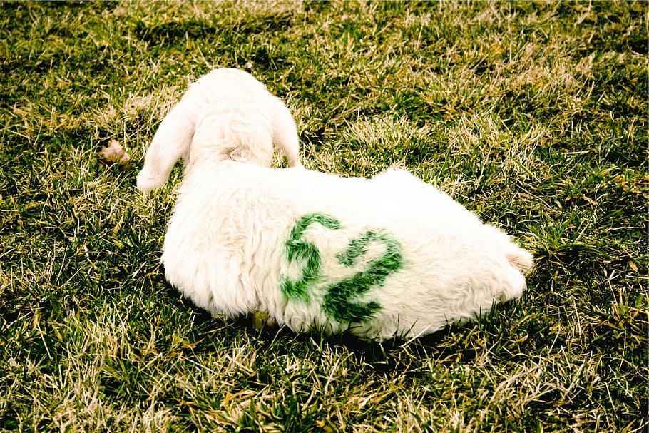branco, cabra, verde, grama, ovelha, cordeiro, animal, fazenda, um animal, cachorro