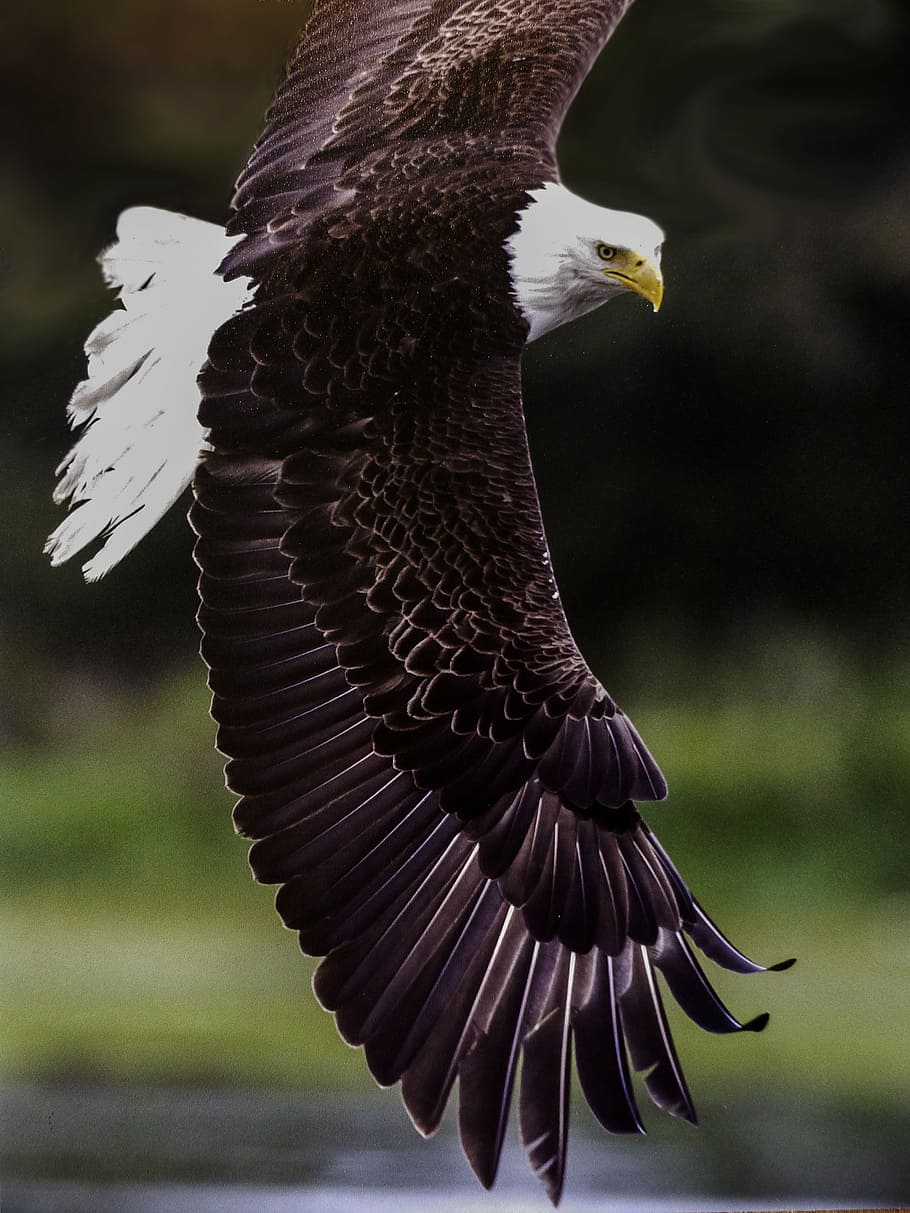 bald, eagle, mid-flight, king of the air, bird, predator, feathered, symbol, prey, wing