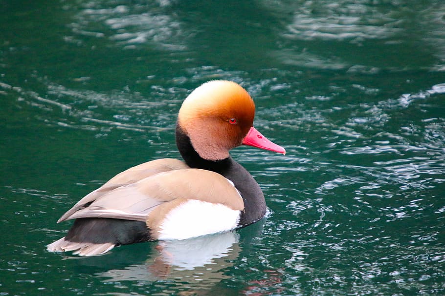 duck, river water, animals, waterfowl, mandarin ducks, water, animals in the wild, animal wildlife, lake, bird
