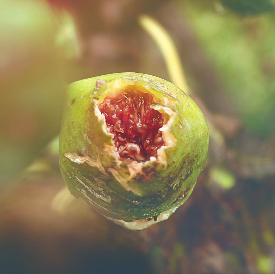 selective, focus photo, opened, green, passion fruit, round, fruit, seed, food, plant