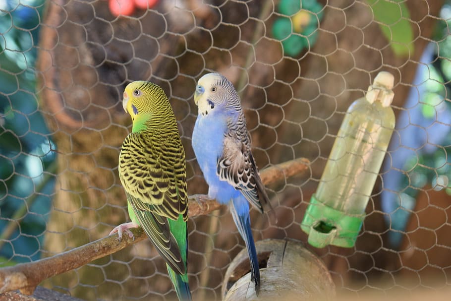 parakeet, bird, brazilian bird, couple of birds, couple parakeet, parakeet green, birds, nature, animal themes, vertebrate