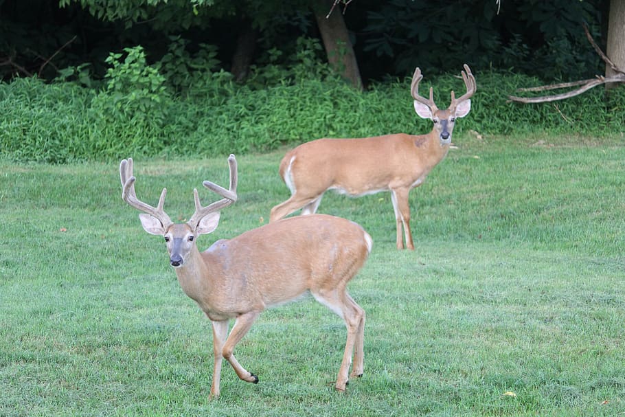 deer, bucks, west virginia, nature, animal, animal themes, animal wildlife, mammal, group of animals, field