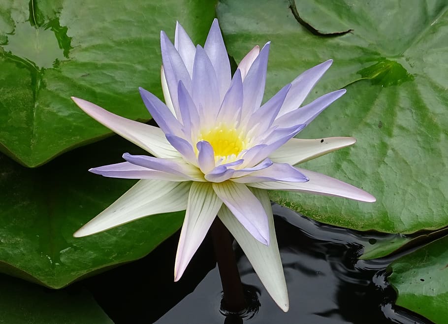 Water Lily, Nymphaea Caerulea, lily, blue water lily, sacred blue lily, nymphaeaceae, flower, pond, water, aquatic
