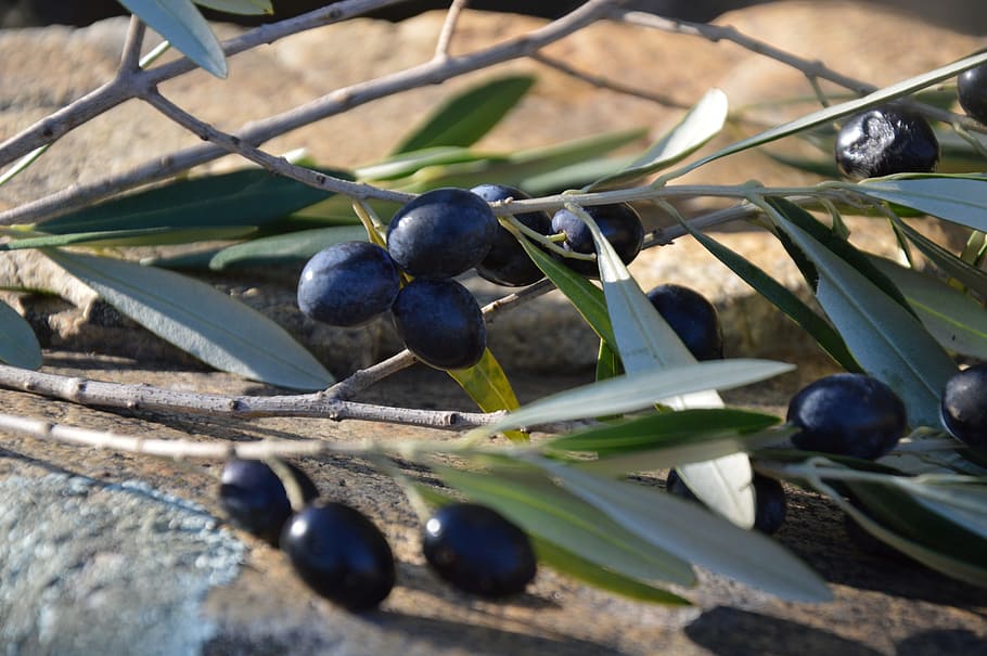 olives, olives black, olivier, fruit, food and drink, food, healthy eating, wellbeing, freshness, berry fruit