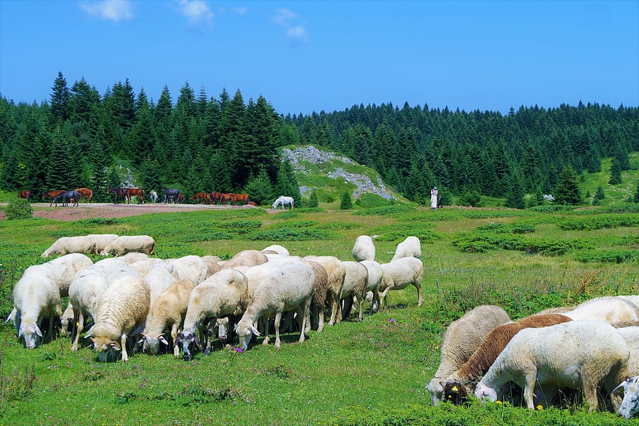 sheeps, grassland, nature, forest, sky, green, chan, animals, sheep, herd