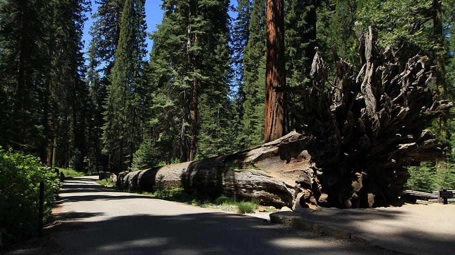 Redwood, Yosemite, California, yosemite, california, park, national, sequoia, tree, forest, nature
