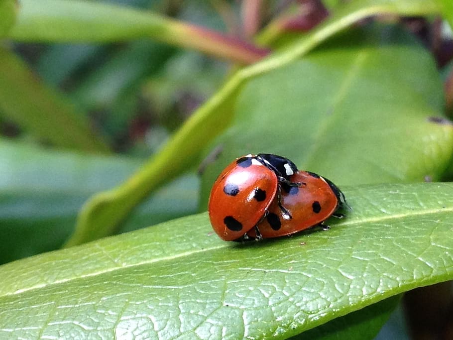 ladybird, ladybug, leaf, garden, nature, insect, bug, beetle, red, spring