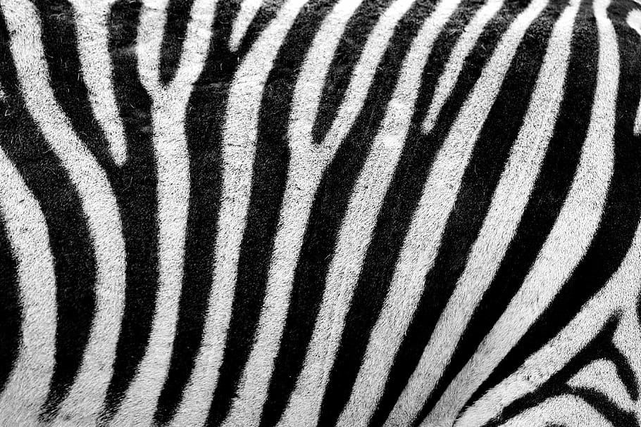 white, black, zebra pattern textile, abstract, africa, animal, background, camouflage, decoration, design