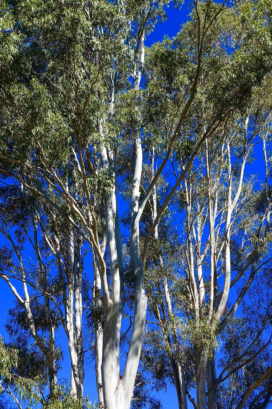 eucalyptus, trees, australian, forest, natural, environment, rural, native, flora, foliage