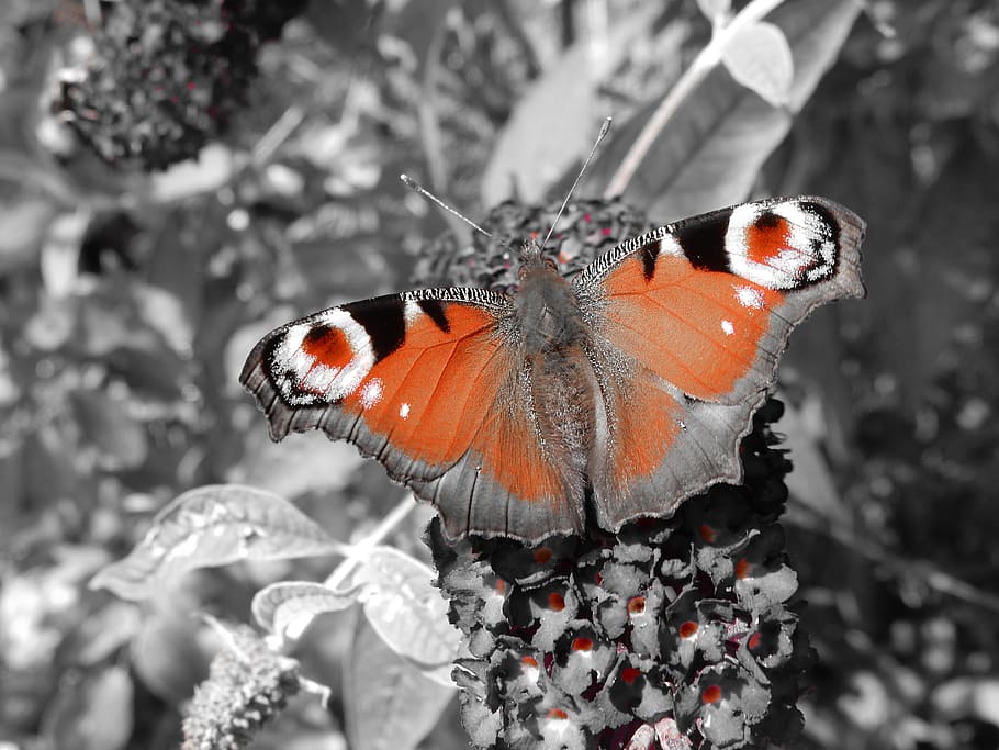 butterfly, butterfly tree, plant, animal, insect, flower, garden, nature, color picker, red