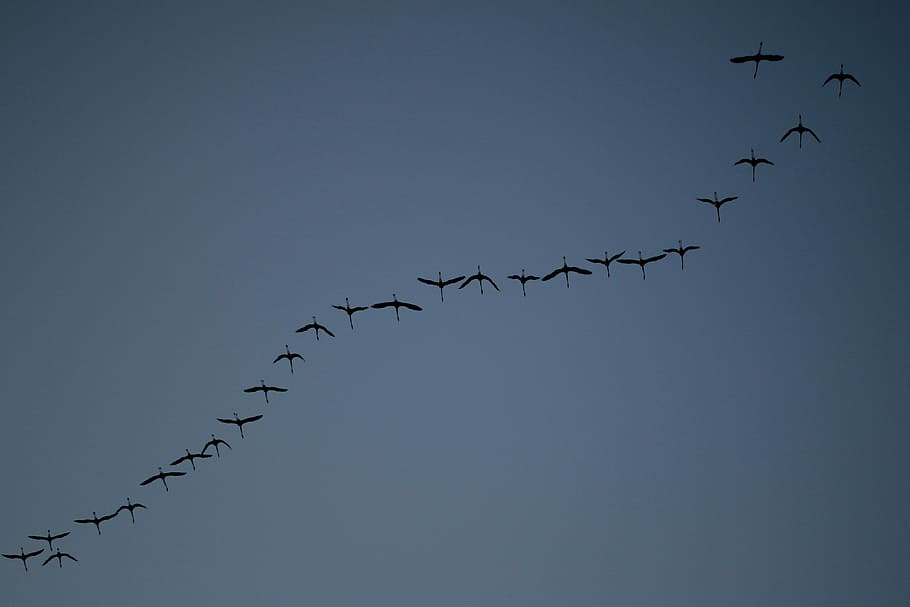 low, angle photography, flock, birds, himmel, evening, diagonal, pattern, flying, sky