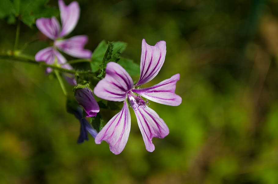 selectivo, foto de enfoque, púrpura, 5 pétalos, flor de 5 pétalos, superficial, foco, foto, flor, malva