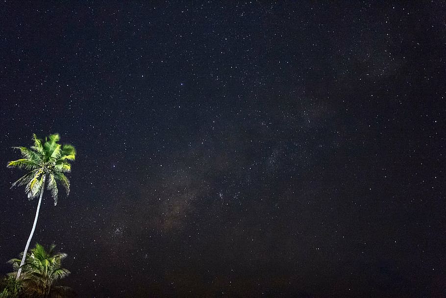 cocotero, fondo de pantalla de cielo estrellado, verde, coco, árbol, oscuro, noche, estrellas, cielo, naturaleza