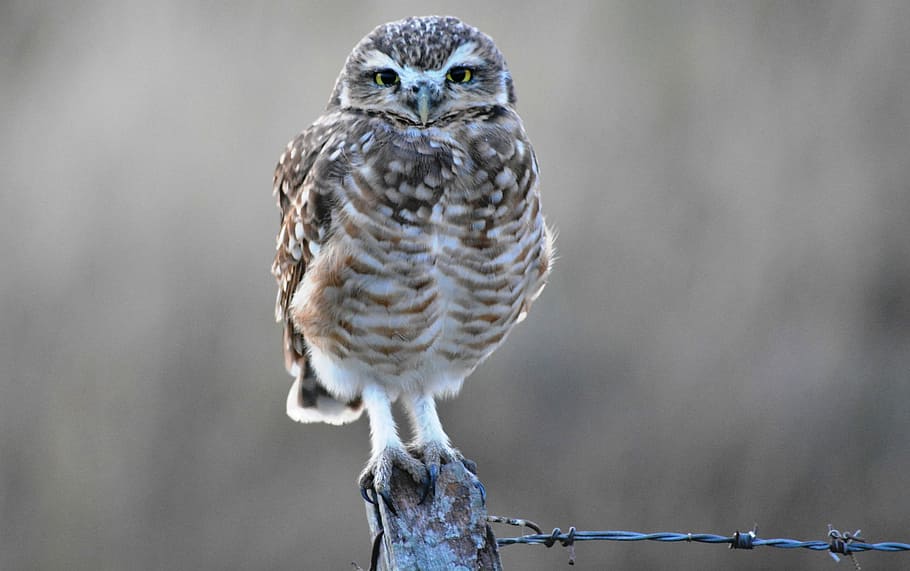 brown, bird, tree branch, wild life, nature, birds, owl, field, feathers, eyes