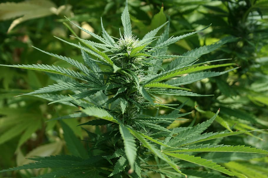 closeup, Marijuana, Plant, Cannabis, Pot, green, weed, medicine, natural, thc