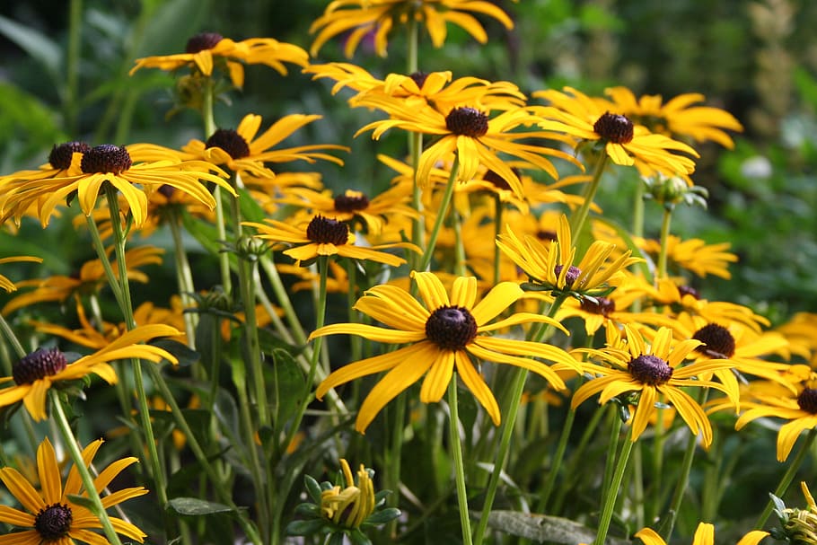 flower, floral, golden, daisy, black-eyed-susan, yellow, rudbeckia hirta, ox-eye, botanical, garden