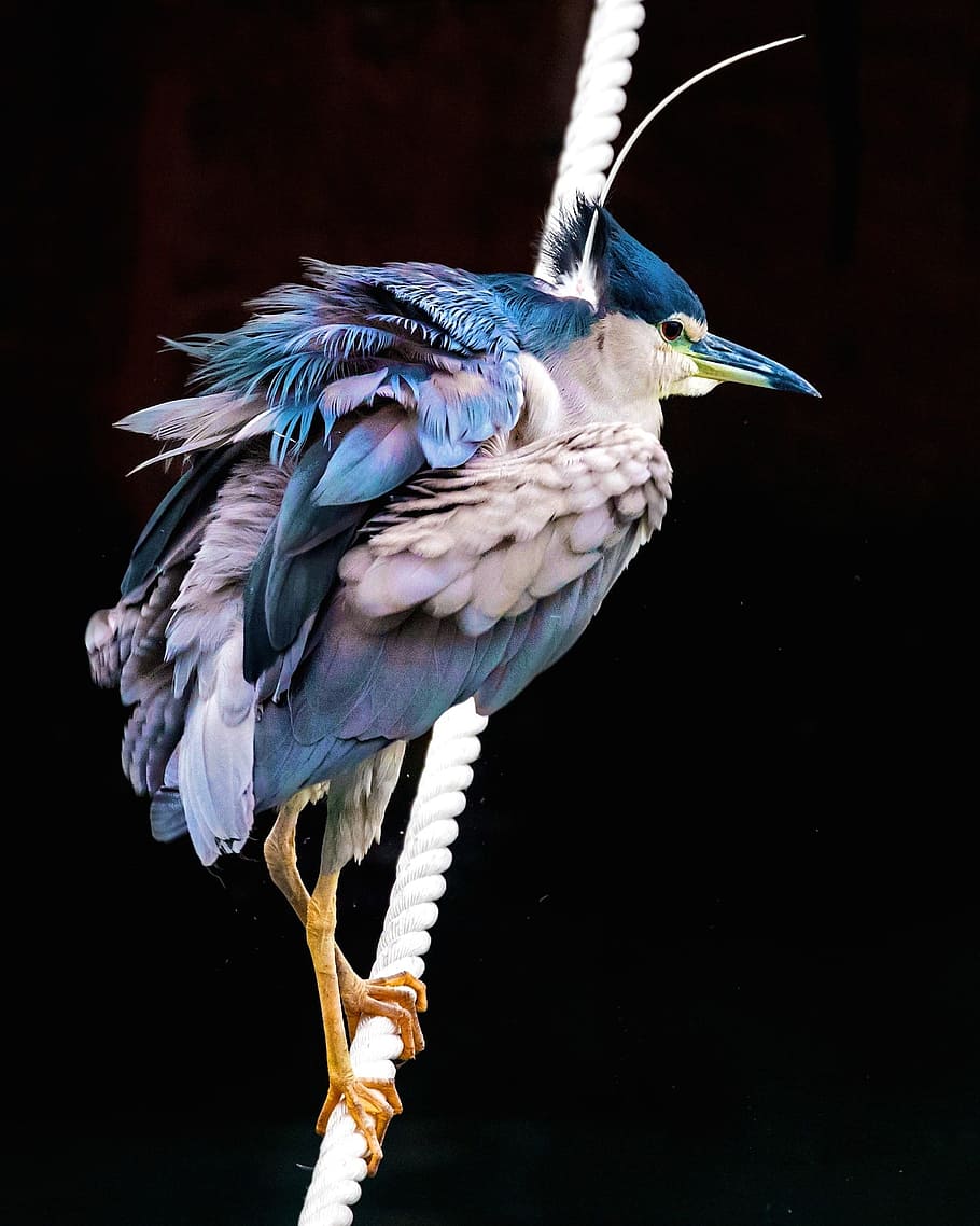 blue, jay, perched, white, rope, bird, blue heron, heron, nature, wildlife