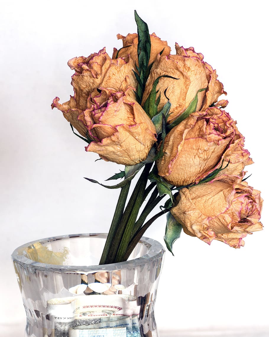 ドライフラワー バラ ブーケ 花瓶 鮮度 屋内 白い背景 スタジオ撮影 クローズアップ 乾燥 Pxfuel