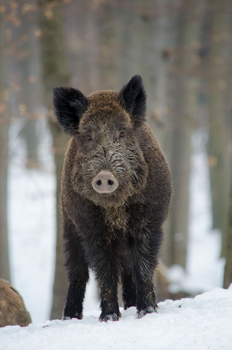 selektif, fotografi fokus, hitam, liar, babi hutan, salju, hewan, hutan, binatang menyusui, omnivora