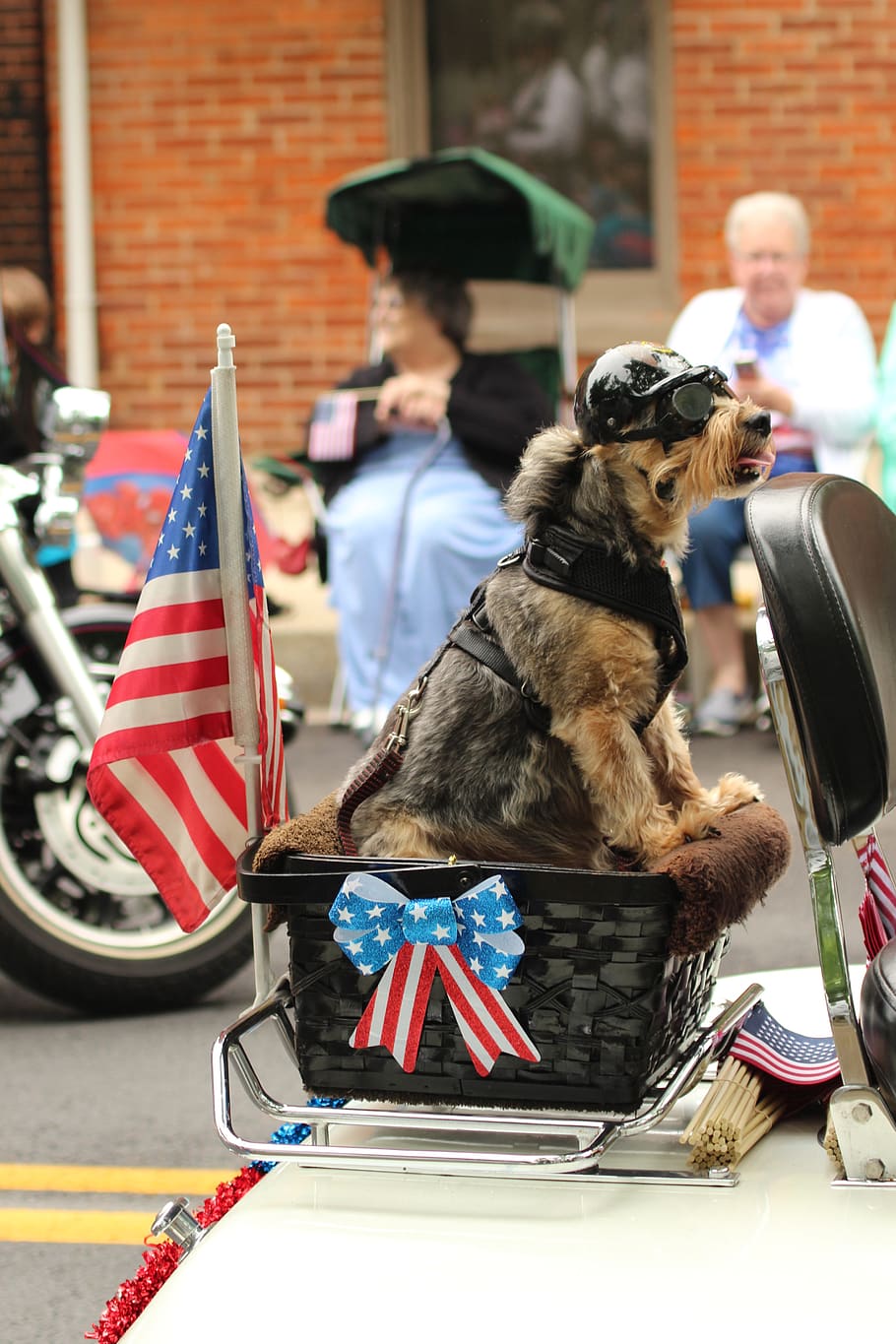 cão, parada, patriótico, motocicleta, celebração, animal de estimação, dia, férias, bandeira, engraçado