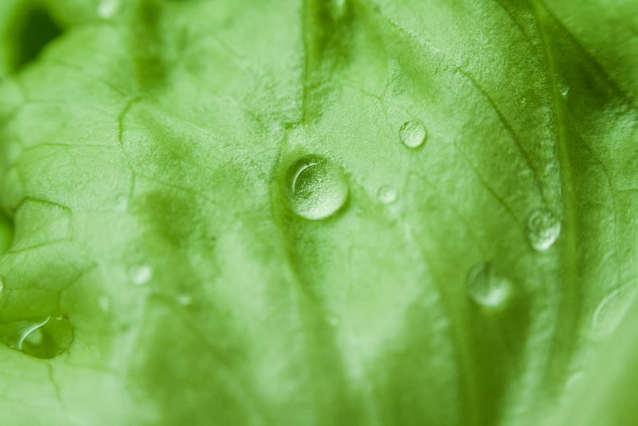 verde, hojas, mojado, lloviendo, gotas de lluvia, naturaleza, Hoja, parte de la planta, color verde, gota