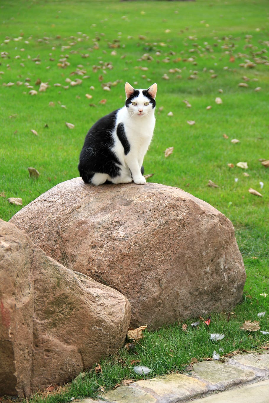 Kucing batu
