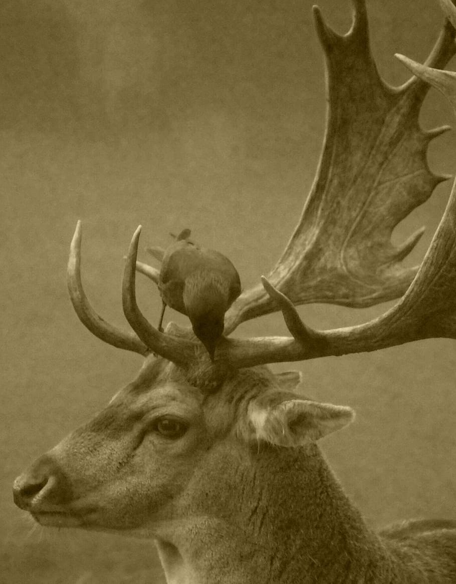 antlers, stag, deer, velvet, crow, wildlife, outdoors, nature, forest, mammal