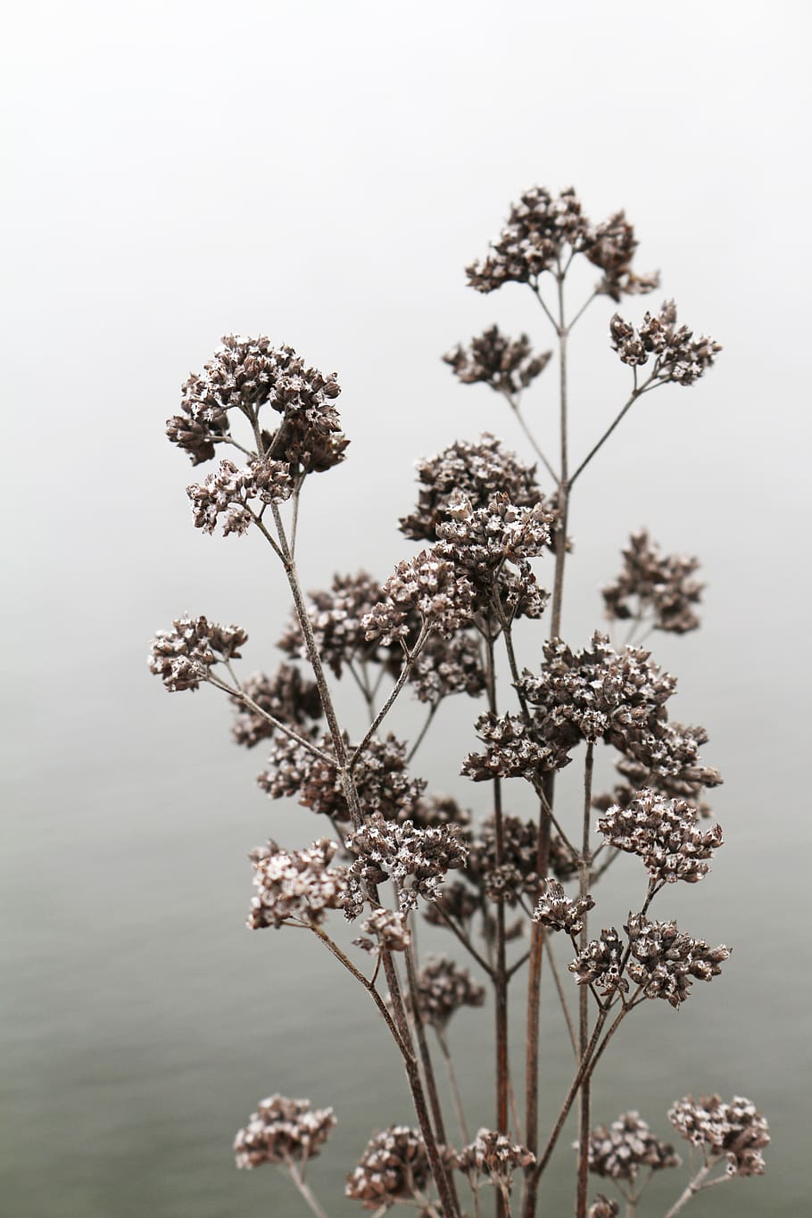 wilted, flowers, bouquet, fade, wilting, plant, dry, withered, nature, mood