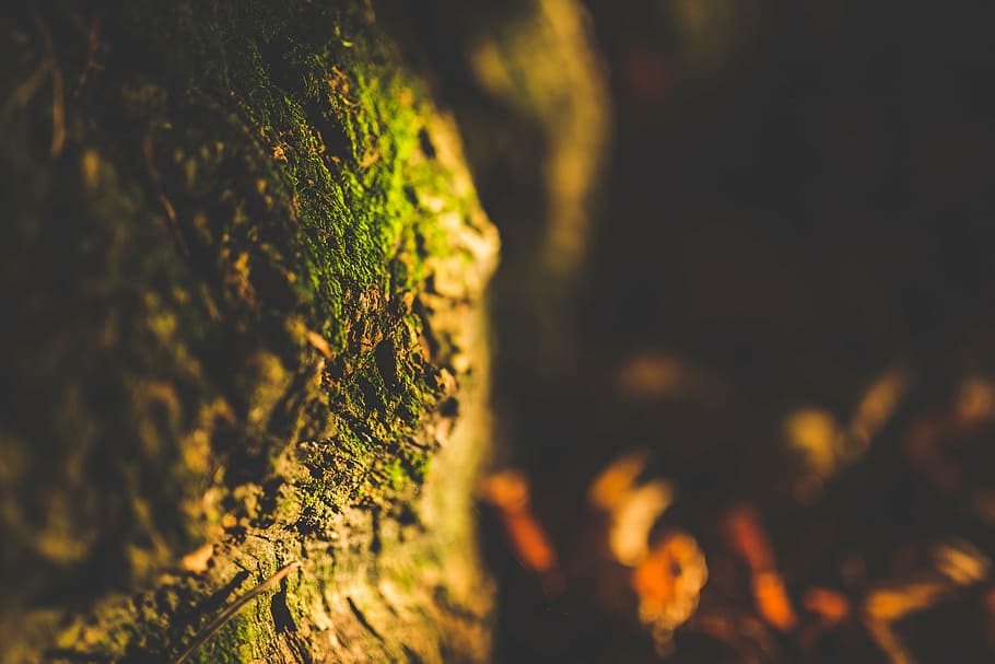 untitled, focus, photography, green, tree, trunk, root, moss, nature, dark