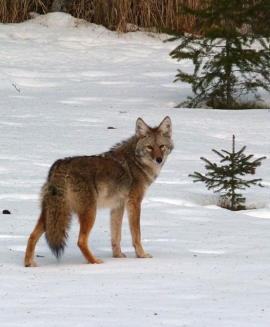 brown, wolf, snow, coyote, canis latrans, animal, canine, wild life, nature, winter
