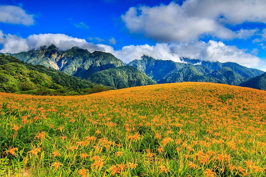 Fuli, landscape, photography, flower, field, beauty in nature, scenics - nature, mountain, sky, cloud - sky
