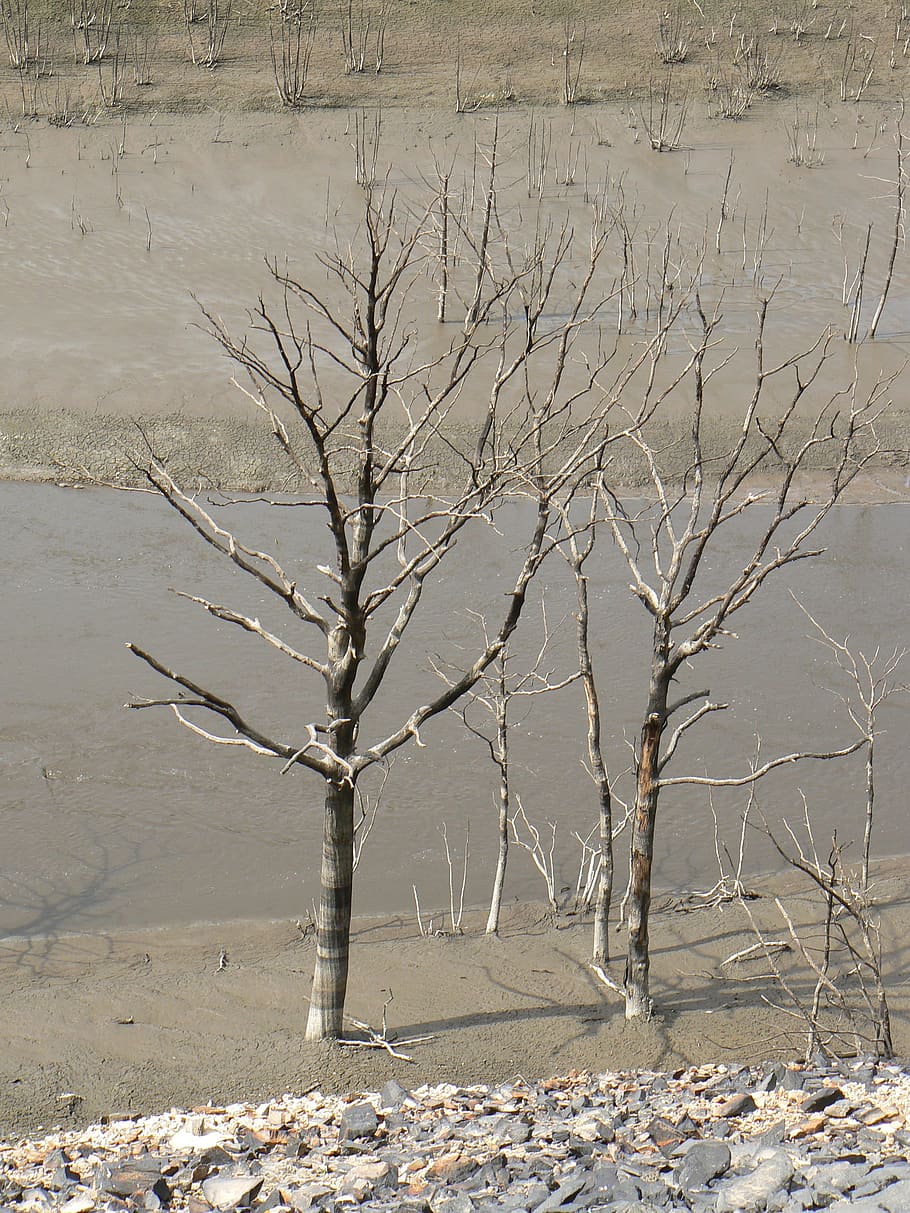 Árvore seca, Guerlédan, Paisagem, Marsh, inverno, ninguém, dia, árvore nua, temperatura fria, neve