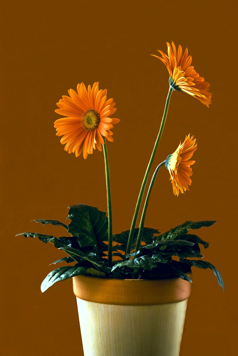 closeup, orange, petaled flowers, vase, still life, flower, nature, flowers, plant, satisfaction