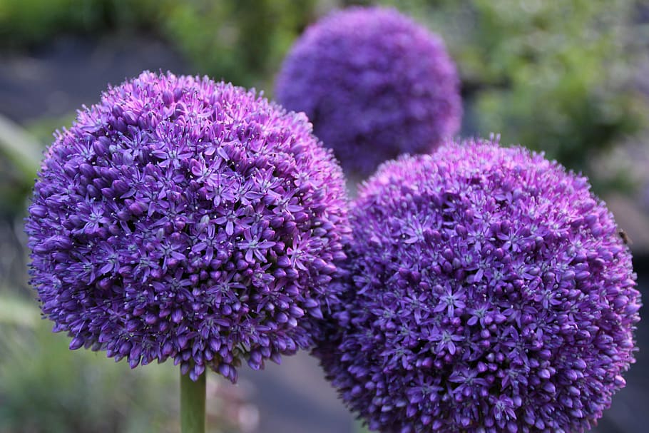 Garlic, Plant, Macro, Flower, flowers, violet, sphere, nature, garden, purple