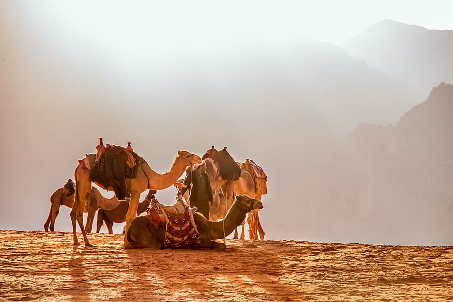 manada, foto de camello, día, jordania, salas de wade, camello, dromedario, solar, desierto, animales domésticos