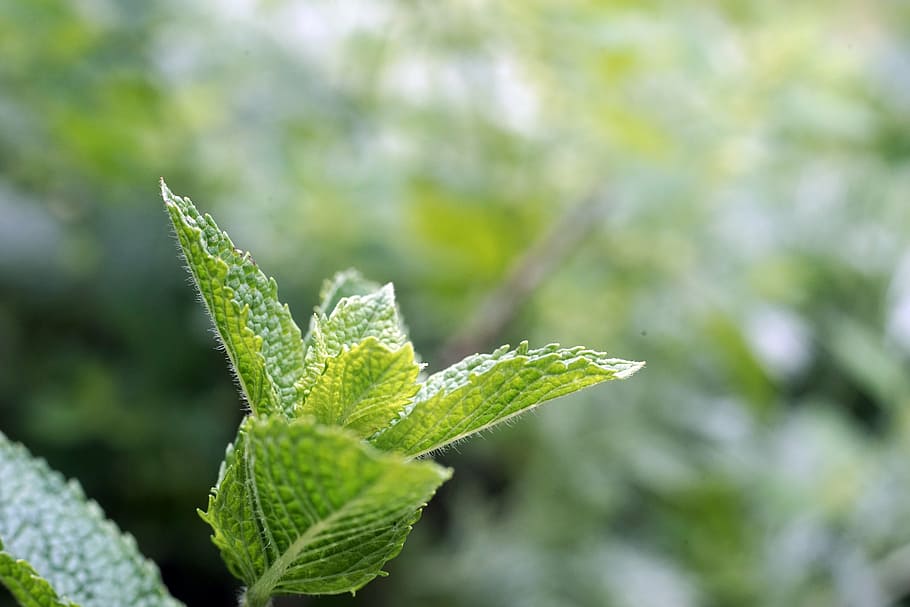 close, green, leaf plant, peppermint, garden, leaves, herbal plant, medicinal herbs, aroma, tea herbs