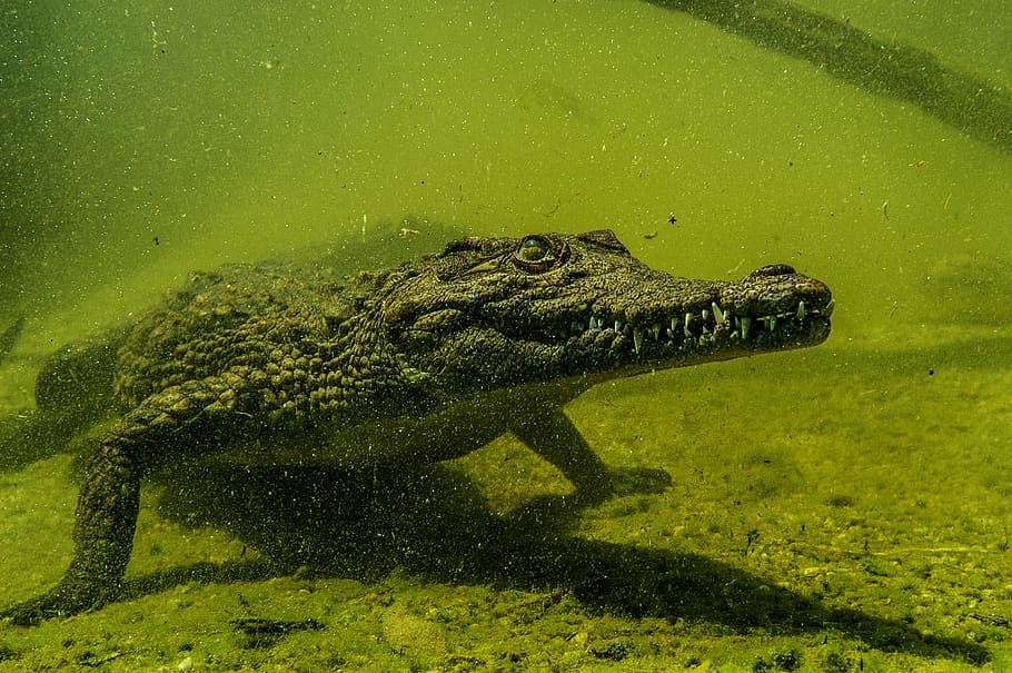 crocodile, nile crocodile, underwater, reptile, predator, animal, nature, river, africa, wildlife