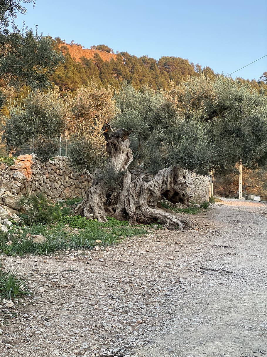 olive tree, old, mallorca, gnarled, nature, olive planting, landscape, mediterranean, plant, tree